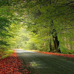 Фотогалерея Поліської філії УкрНДІЛГА